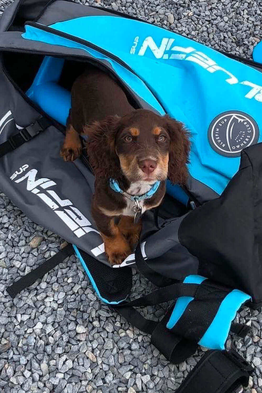 Brown and tan puppy sitting inside a blue and black SUP bag on gravel.