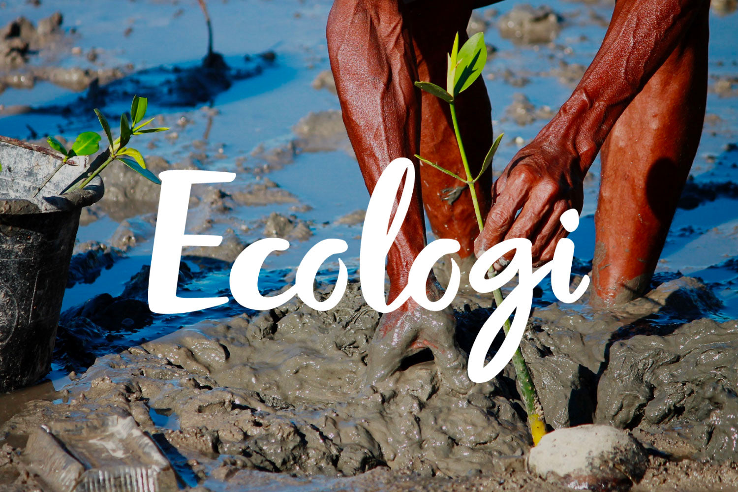 Person planting a young plant in muddy ground, with a black bucket nearby and water reflecting light