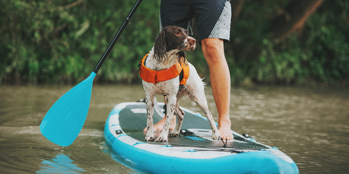 Paddleboarding with dog